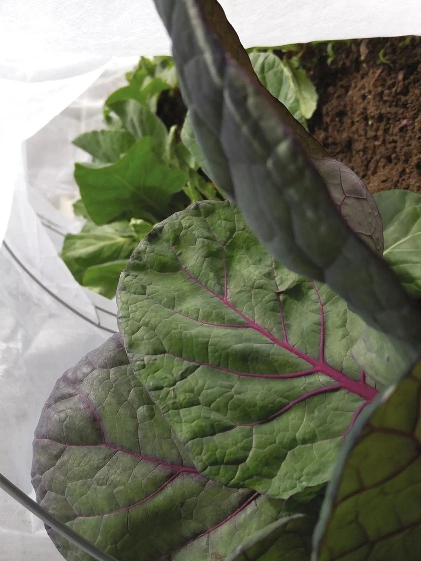 Summerweight Garden Fabric - Image 2