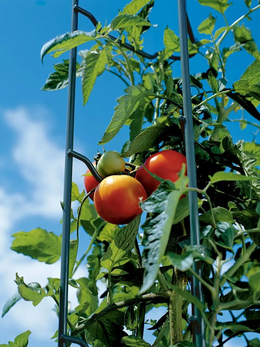 Tomato Ladders, Set Of 3 - Image 5