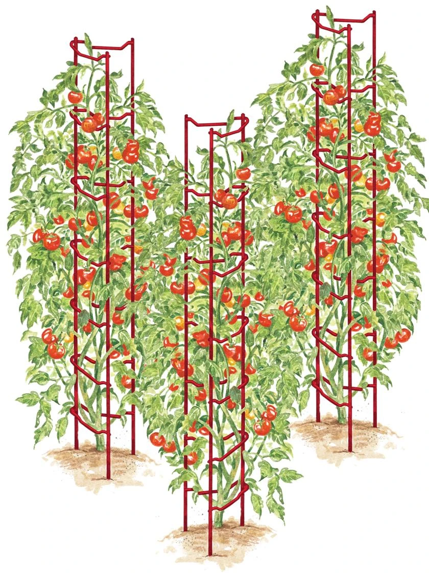 Tomato Ladders, Set Of 3