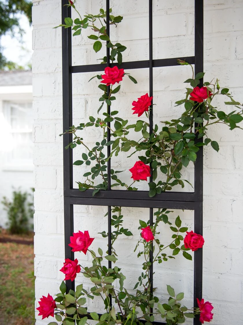 Essex Wall Trellis - Image 2