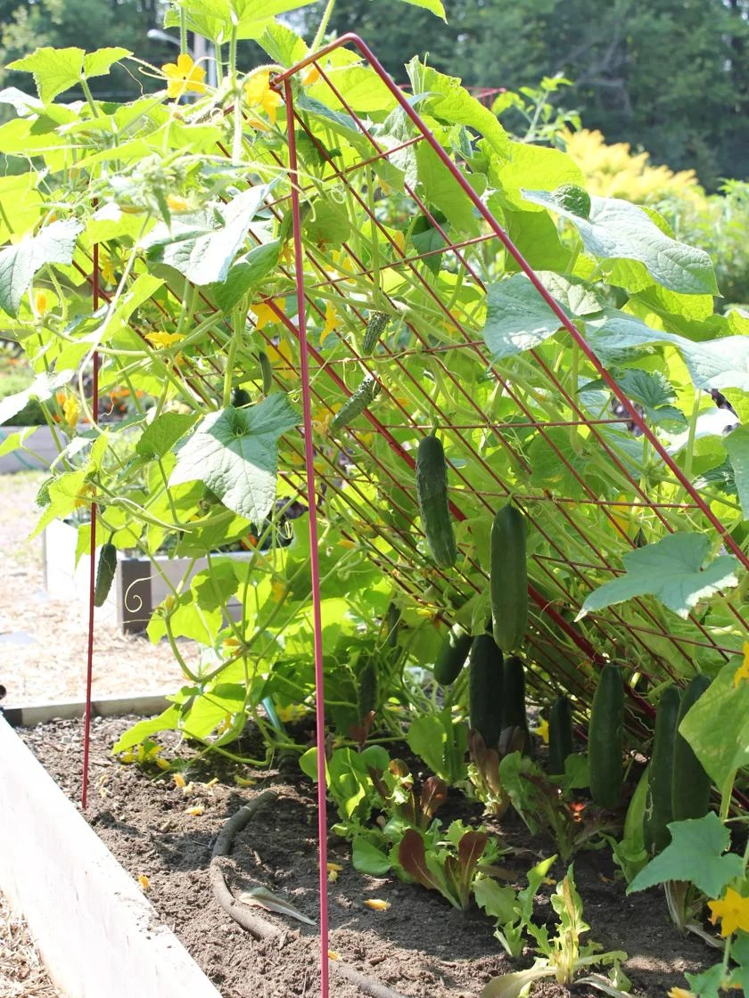 Large Cucumber Trellis - Image 2