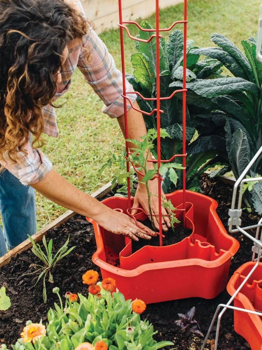 Deluxe Tomato Halos, Set Of 2 - Image 3