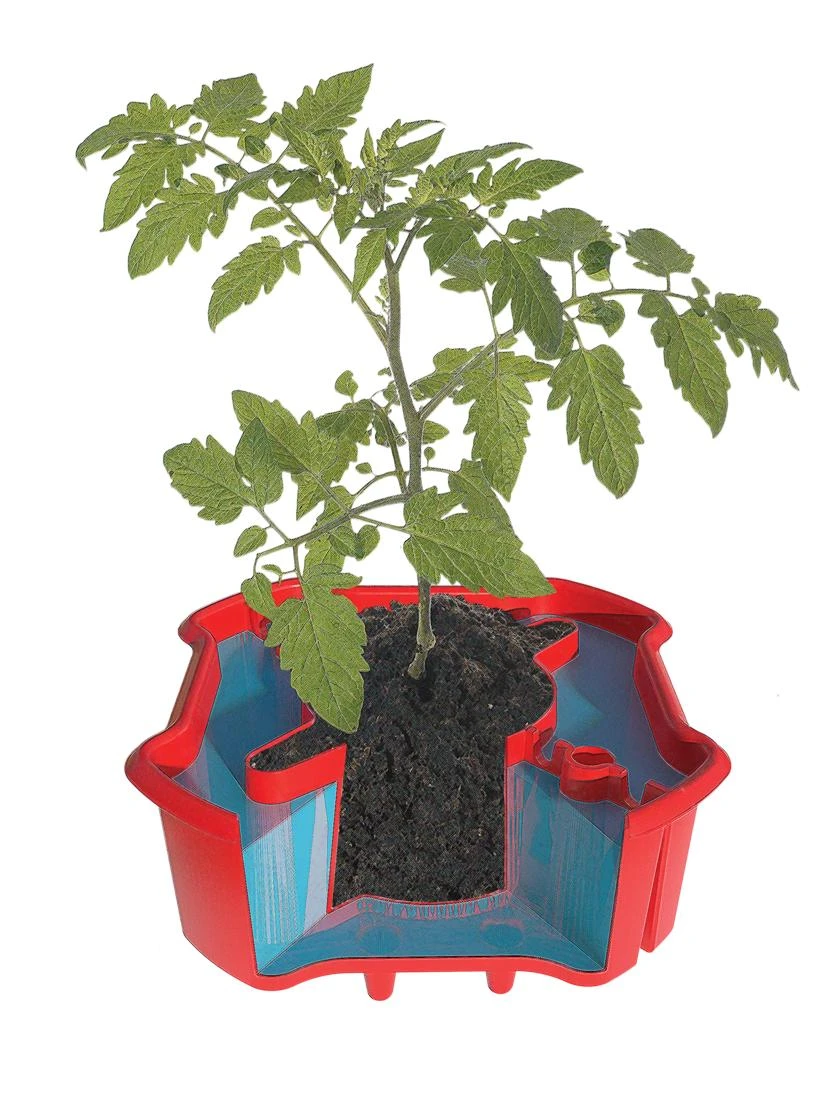 Deluxe Tomato Halos, Set Of 2 - Image 7