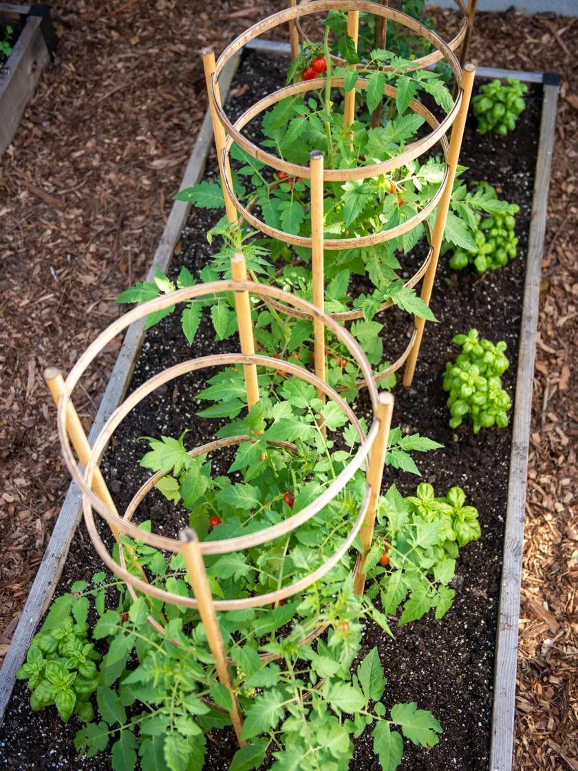 Bamboo Tomato Cages, Set Of 3 - Image 3
