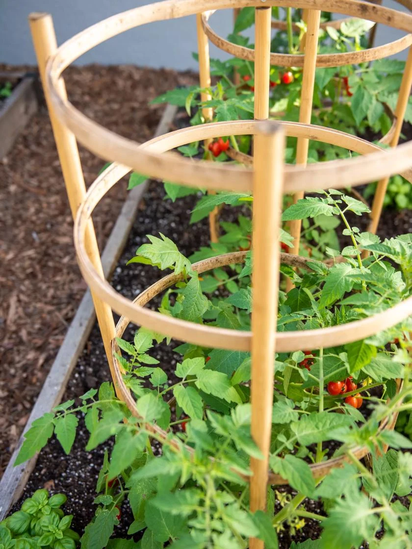 Bamboo Tomato Cages, Set Of 3 - Image 2