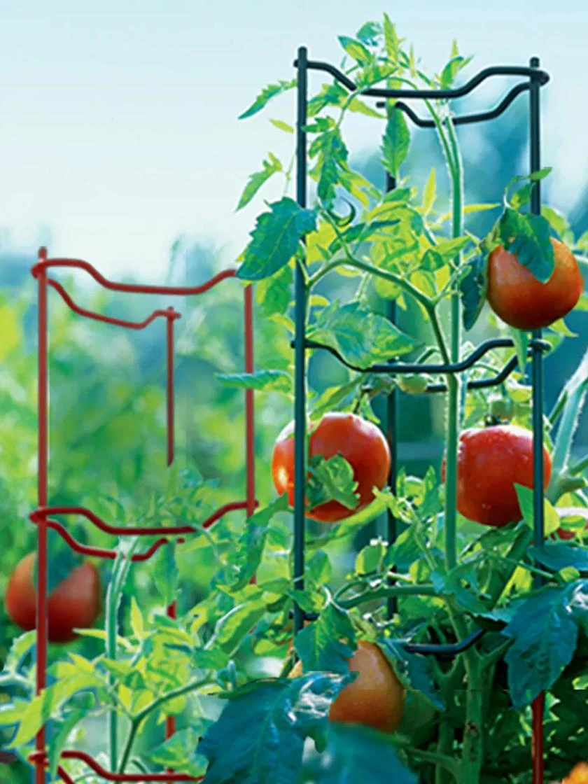 Tomato Ladders, Set Of 3 - Image 2
