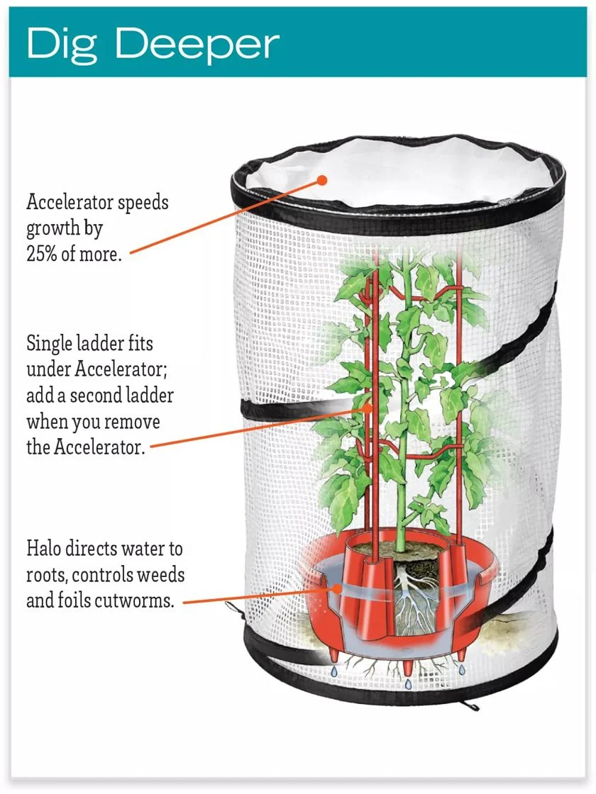 Tomato TLC Kits, Set Of 3 - Image 5